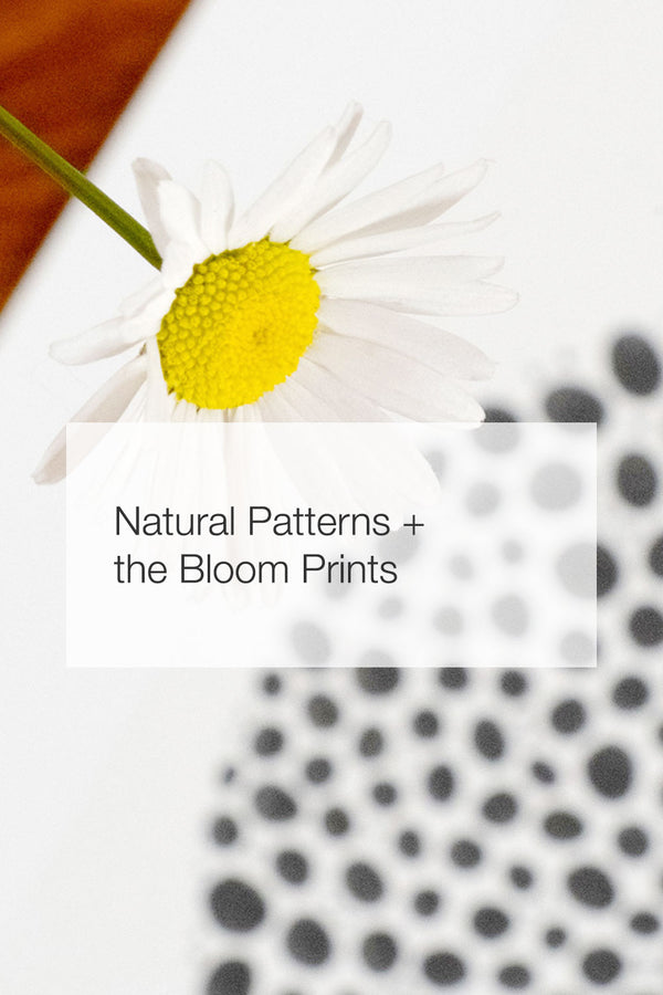 A daisy and a limited edition print of Bloom Graphic.